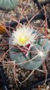 Thelocactus hexaedrophorus - Anahuac